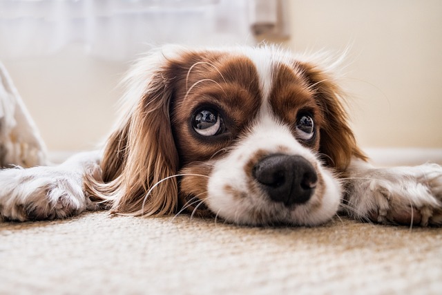 1. Vhodný věk pro začátek běhání se štěnětem: Jak poznat, že je váš pes připraven na běhání?