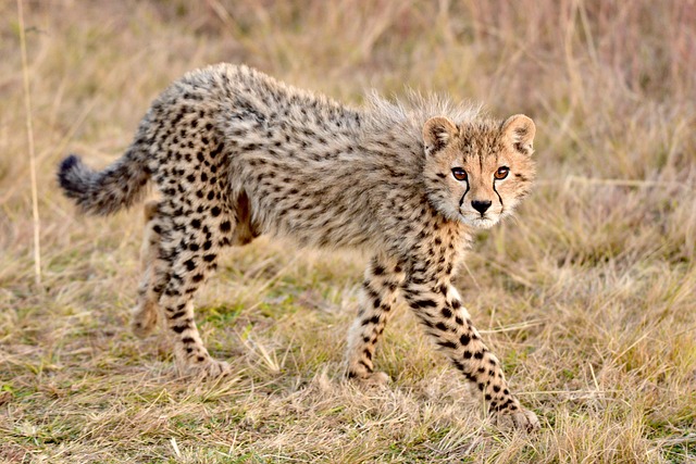 Anatomie geparda: Klíčové prvky, které ho dělají rychlým běžcem