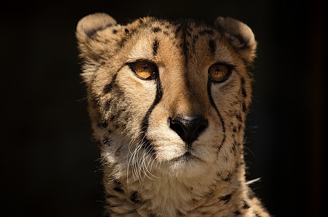 Smysly geparda: Klíčový faktor při rychlém běhu a loveckých schopnostech