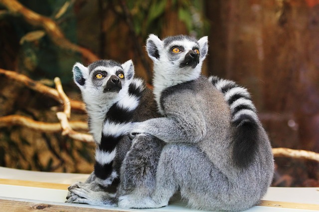 - Možnost setkání s parkem lemurem a dalšími ohroženými živočichy