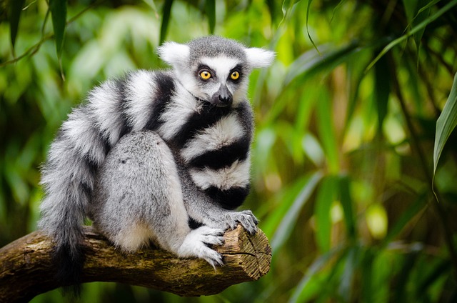 Významná partnerství pro Běh Zoo Ostrava pro lemury
